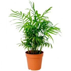 Chamaedorea Elegans, Parlour Palm�