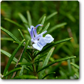Rosemary - Medicinal Plant