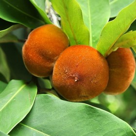Diospyros blancoi- Mabolo- Temburini�