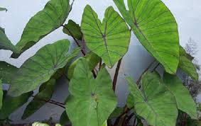 Alocasia esculata -