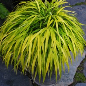 Phalaris Arundinacea- Ribbon Grass� - Ground Cover