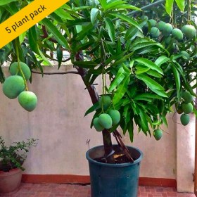 Punasa Mango