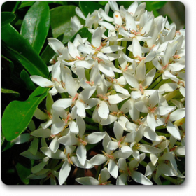 Ixora Mini Dwarf (White)