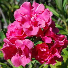 Kaner- Nerium Oleander (Pink- Double)