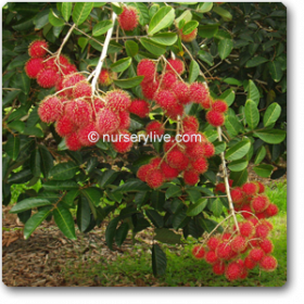 Rambutan Tree