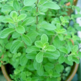 Origanum Majorana- Marjoram- Marwa�