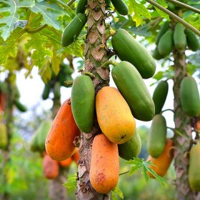Papaya- Papita (Hybrid)