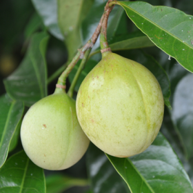 Nutmeg- Jaifal- Jaiphal - Spices