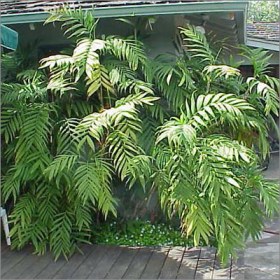 Chamaedorea Microspadix, Hardy Bambo