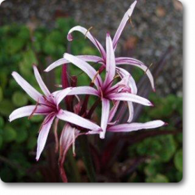 Crinum procerum var�