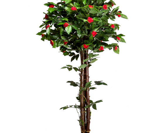Red Camellia Topiary Plant