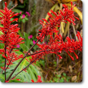 Odonotonema strictum