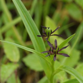 Iphigenia- Ran Lahsun - Medicinal Plant