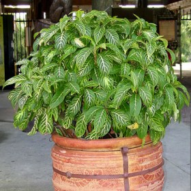 Sanchezia Nobilis- Tiger Plant- Aphelandra - Ground Cover