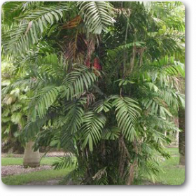 Cluster Palm - Plant