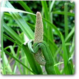 Acorus Calamus- Vekhand - Medicinal Plant