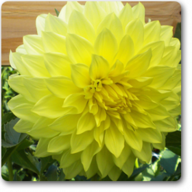 Big Dahlia (Yellow) - Ground Cover