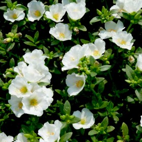 Portulaca Oleracea- 10 O Clock (White) - Ground Cover