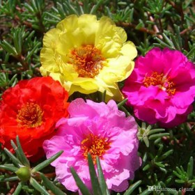 Portulaca- 9 O Clock (Any Color) - Ground Cover