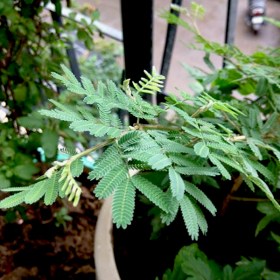 Prosopis Cineraria- Shami- Sami� - Medicinal Plant