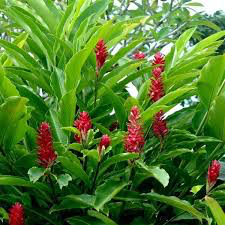Alpinia Purpurata- Red Ginger - Medicinal Plant