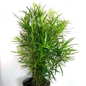 Podocarpus Macrophyllus- Buddhist Pine