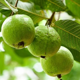 Guava lucknow 49- Amrud