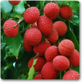 Litchi ( Grown through seeds )�