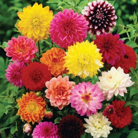 Big Dahlia (Any Color) - Ground Cover