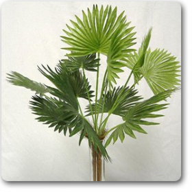 Ruffled latan palm.