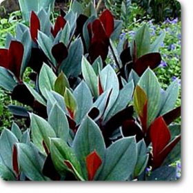Costus erythrophyl�