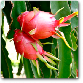 Dragon Fruit- Ajagar Phal�