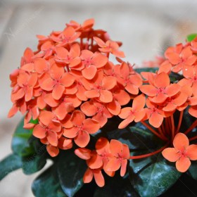 Ixora dwarf (Orange)
