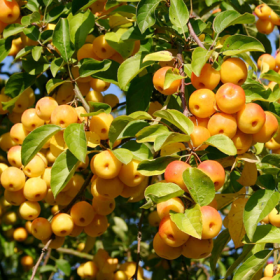 Golden Apple- Malus