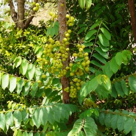 Harfarauri- Star gooseberry