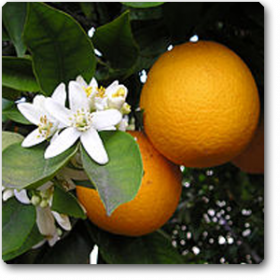 Indian Sweet Lime- Mausammi