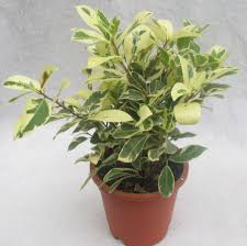 Ficus Safari- Ficus benjamina - Shrubs