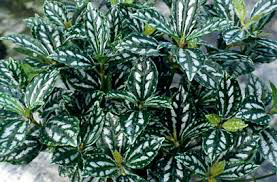 Pilea Cadierei- Pilea Aluminium- Waterme - Ground Cover