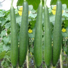 Sponge gourd chikni turai