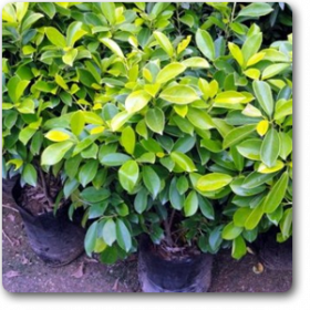 Ficus Panda Plant
