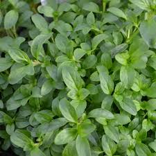 Mentha Pulegium- Pennyroya - Ground Cover