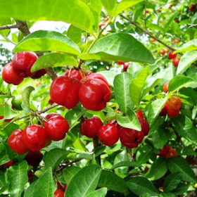 Malpighia emarginata- Barbados cherry- Shrubs
