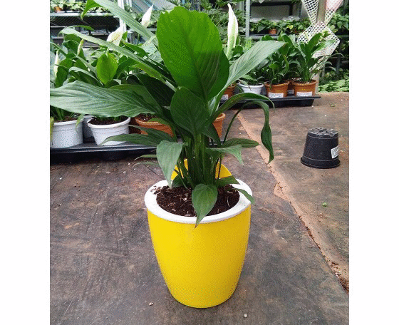 Yellow-White Self Watering Hanging Planter Flower Pot