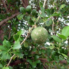 Limonia- Kawista- Kaitha- Kavath - Medicinal Plant