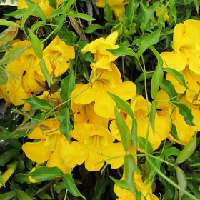 Dolichandra Unguis- Cat's Claw - Medicinal Plant
