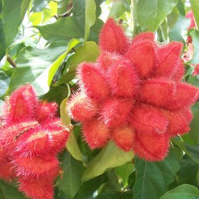 Annatto- Bixa orellana- Shendri- Sindur� - Medicinal Plant