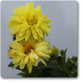 Dahlia (Yellow) - Ground Cover