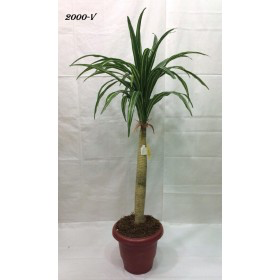Artificial Plant 2000-V�