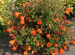 Ornamental Pomegranate Plant - Medicinal Plant