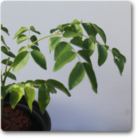 Sagargota� - Medicinal Plant